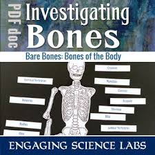 Home / human body activities & experiments for kids. Skeletal System Activity Worksheets Teachers Pay Teachers