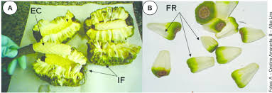 Image result for Montrichardia linifera