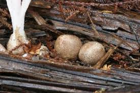 Image result for Pseudocolus schellenbergiae