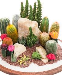 Cactus Garden Mini Cactus Garden Cactus Terrarium Cactus Arrangement
