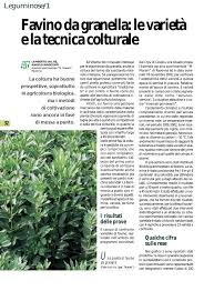 Per le zone molto fredde è meglio seminare in primavera. Favino Da Granella Le Varieta E La Tecnica Colturale