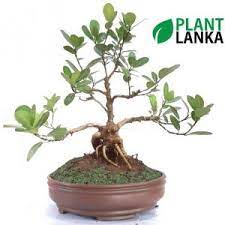 Bonsai, pohon kecil yang unik. Bonsai Coconut Tree Sinhala
