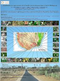 Image result for Anisotes sessiliflorus