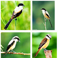 Download now kicaucendet macam macam gambar burung cendet motivational hd 1000 Gambar Burung Cendet Hd Gratis Infobaru