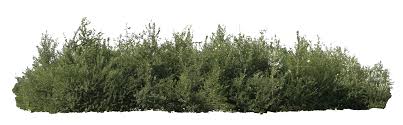Http Pluspng Com Img Png Bush Png Bush 2805 Png Blagoustrojstvo Goroda Ozelenenie Tekstury