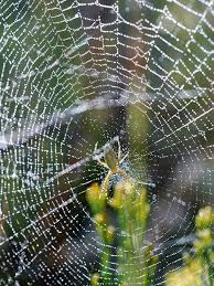 Garden spiders instantly inject their prey with a venom and wrap it up like a mummy. How Do Spiders Avoid Getting Tangled In Their Own Webs Library Of Congress
