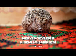 Meryem Kizilkaya Nin Sira Disi Evcil Hayvani Youtube