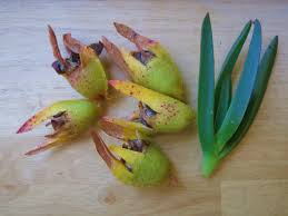 Image result for Carpobrotus