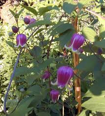 Native indiana flowers for shade. American Bells Woodland Plants Native Plants Plants