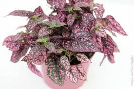 Image result for Hypoestes