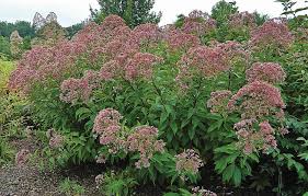 Image result for Oxyanthus pyriformis