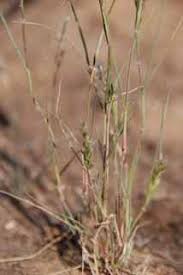 Image result for Enneapogon desvauxii