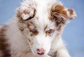 Beautiful blue merle, red, slate & lilac border collie puppies.if you have never owned a border collie before. Border Collie Colors The Real Ones As Per Akc Pawleaks