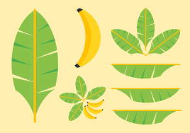 The pnghost database contains over 22 million free to download transparent png images. Daun Pisang Daun Pisang Cdr Daun Daun Pisang Png Pngwing