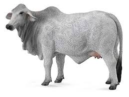 Their thick coat provides them protection. Collecta Brahman Cow Read More Reviews Of The Product By Visiting The Link On The Image Animals Animal Figurine Toys Cows For Sale