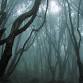 Hammond Hill Haunted Forest event image