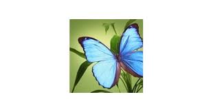 Catherine Blakemore McMahan Obituary (2023)