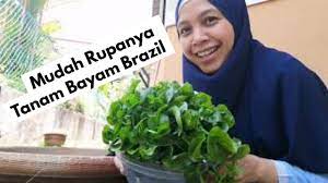 Cara tanaman bayam brazil boleh dibuat dalam apa jua bekas seperti pasu, plastik semaian dan sebagainya. Mudah Rupanya Tanam Bayam Brazil Ni First Time Cuba Pun Boleh Jadi Youtube