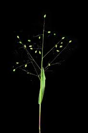 Image result for Panicum carneovaginatum