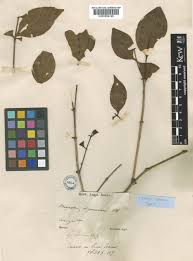 Image result for Lijndenia sp. cf barteri