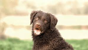 Image result for curly coated retrívr