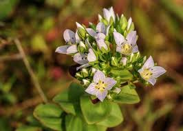 Image result for Swertia