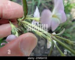 Image result for Cycnium tubulosum