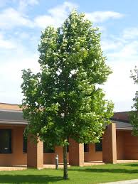 Image result for Liriodendron