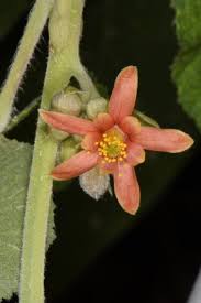 Image result for Grewia villosa