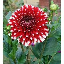 Pin By Daniyal Sifa On Flowers Indoor Flowering Plants Dahlia Flower Indian Flowers Plants
