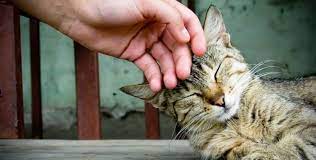 Kedileri en çok ne korkutmaktadır?bu yazımızda kedilerin oldukça korkutucu buldukları şeylerin bir listesini ve daha iyi hissedebilmesine yönelik kedinize yardımcı olmak için neler yapabileceğinize dair öneriler bulacaksınız. Sokak Hayvanlari Icin Ne Yapabiliriz Islam Ve Ihsan