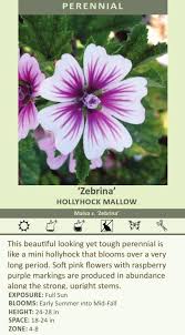 Image result for Malva sylvestris