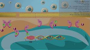 Image result for Selective Estrogen Receptor Modulator