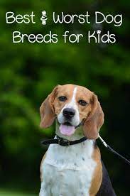 Best And Worst Dog Breeds For Kids Dogvills Family Dogs Breeds Dog Breeds Best Dog Breeds