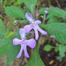 Image result for Impatiens hochstetteri