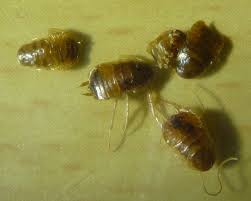 There are five species of cockroaches that commonly infest homes and buildings in maryland. Cockroach Nymphs Not Bed Bugs What S That Bug