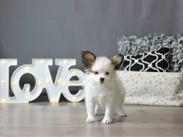I love to show my dogs and occasionally have show prospects for sale. Papillon Puppies Petland Carriage Place