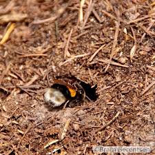 hommel hommel foto bos