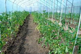 Morcov, patrunjel, marar, leustean, ridichi de luna, ceapa, usturoi, ceapa verde de pe soluri fertilizate cu ingrasamant organic se planteaza conopida, varza de toamna, varza rosie, varza de bruxelles, gulia de toamna si broccoli. Reguli Pentru Aerisirea CorectÄƒ A Solarului Paradis Verde