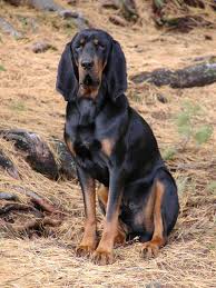 Make sure that you check their ears regularly and. Black And Tan Coonhound Wallpapers Wallpaper Cave