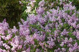 Tree form reaches 9 to 11 ft. Miss Kim Lilac Plant Care Growing Guide