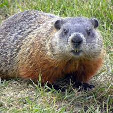 We did not find results for: Woodchuck Fact Sheet Racinezoo Org