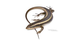 Image result for Stipularia africana