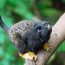 Red Handed Tamarin Red Handed Tamarin Skull Saguinus Midas Skulls Unlimited 1 800 659 Work With Animals New World Monkey Animals