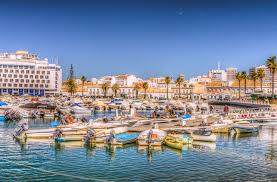 Image result for Faroa affinis