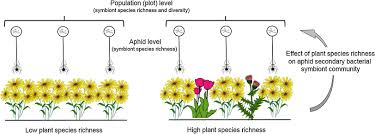 The photo of the heliholic aphid is presented below. Graphical Illustration Of The Study System We Collected Three Species Download Scientific Diagram
