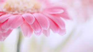 You may be looking for a designer piece, or something thats functional but classy. Pink Flower Pink Flowers Wallpaper Gerbera Flower Flowers Photography