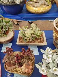 Anything and everything about succulents, a.k.a. San Diego Cactusand Succulent Society Show 2018 Part 3 Album On Imgur
