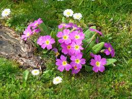 Prime Time For Primulas Wild About Gardening