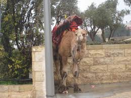 An essential element in an animal being kosher is having split hooves, and hence are not kosher. Jerusalem Camel Abuse Caught On Camera Green Prophet